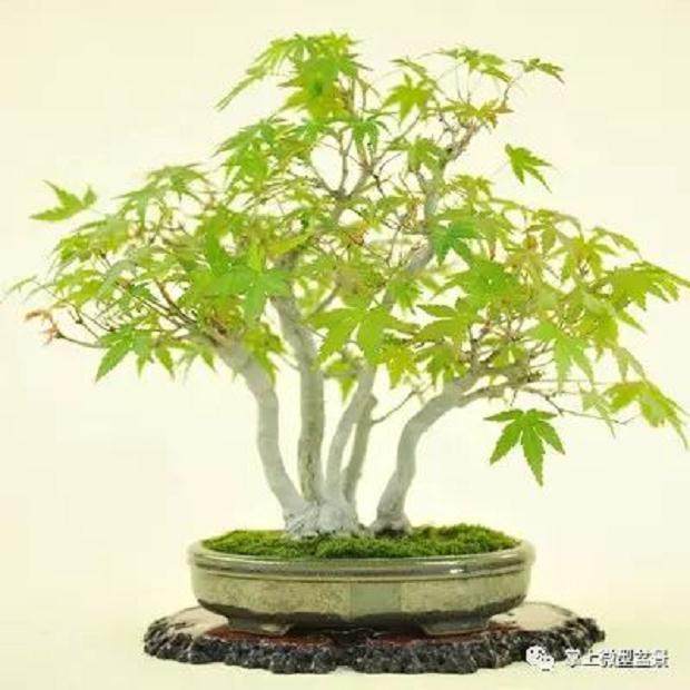 盆景嫁接的补枝方法