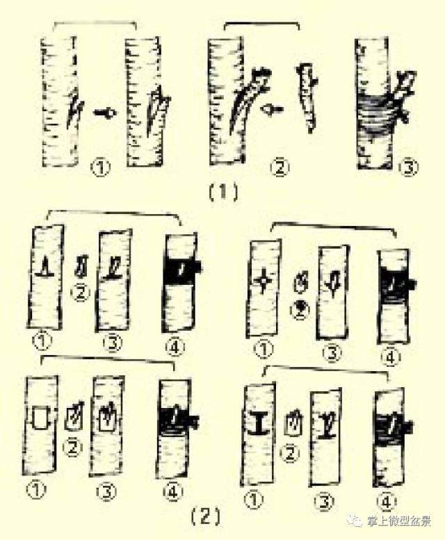 盆景嫁接的补枝方法