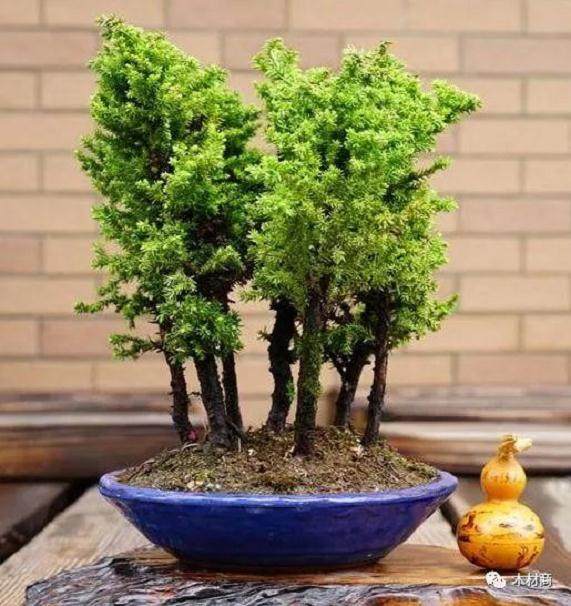 丛林式盆景造型怎么做?这些技巧点要掌握!