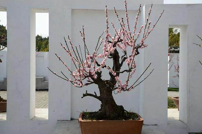 梅花盆景的修剪方法