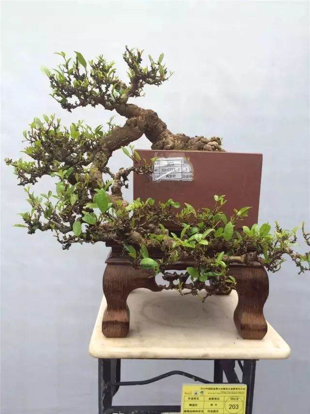 两面针盆景下山桩的鉴赏与栽培养护