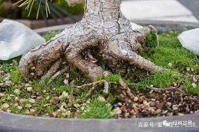 如何制作好的盆景根部 图片
