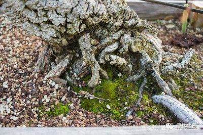 如何制作好的盆景根部 图片