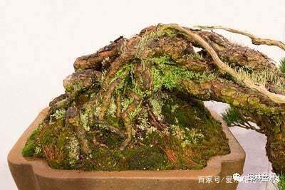 如何制作好的盆景根部 图片