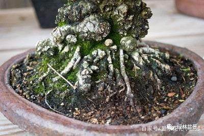 如何制作好的盆景根部 图片