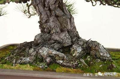 如何制作好的盆景根部 图片