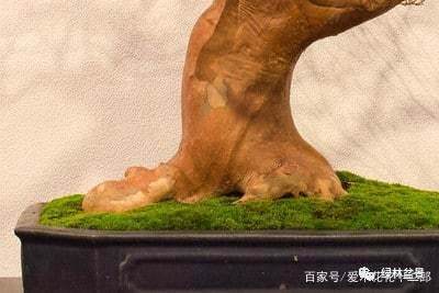 如何制作好的盆景根部 图片