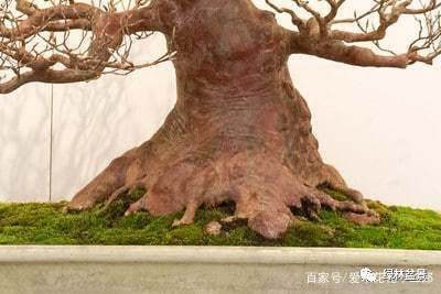 如何制作好的盆景根部 图片