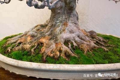 如何制作好的盆景根部 图片