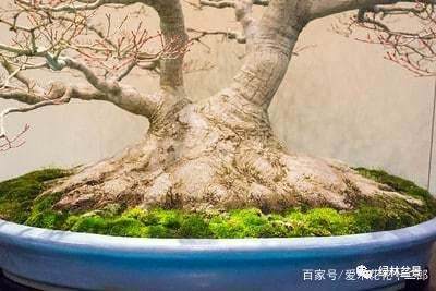 如何制作好的盆景根部 图片