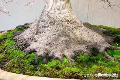 如何制作好的盆景根部 图片