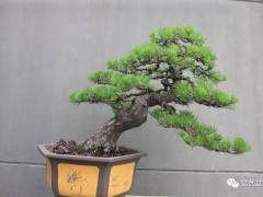 一盆颇具争议的盆景