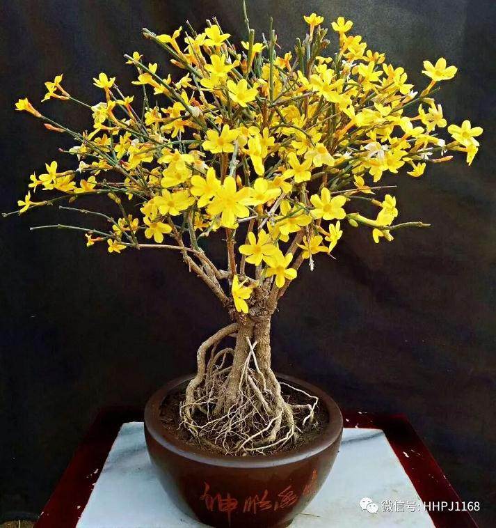 迎春盆景在制作与养护方面的一些要点