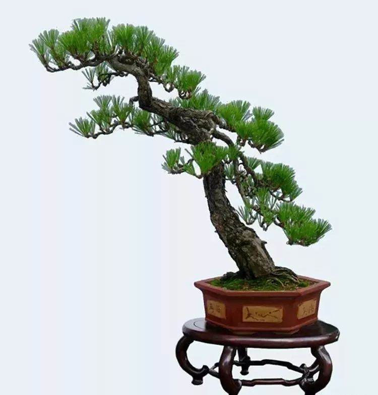 每月养护黑松盆景的须知