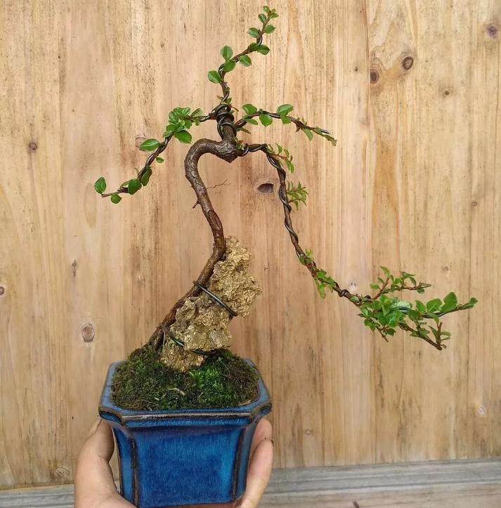 平枝荀子盆景怎么养护？