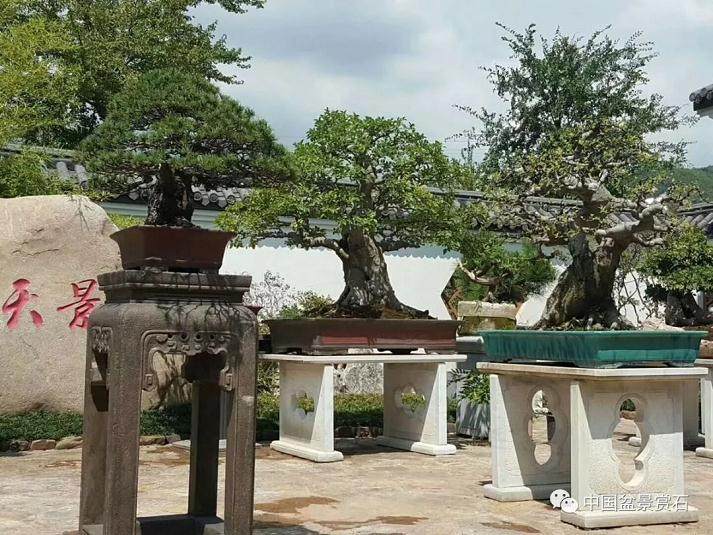 中国盆景艺术家协会浙江会员活动中心粟将园篇