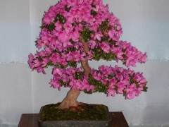 创业投资项目花蕡盆景