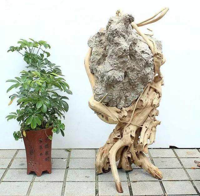 根抱石盆景的制作方法