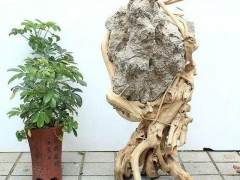 根抱石盆景的制作方法