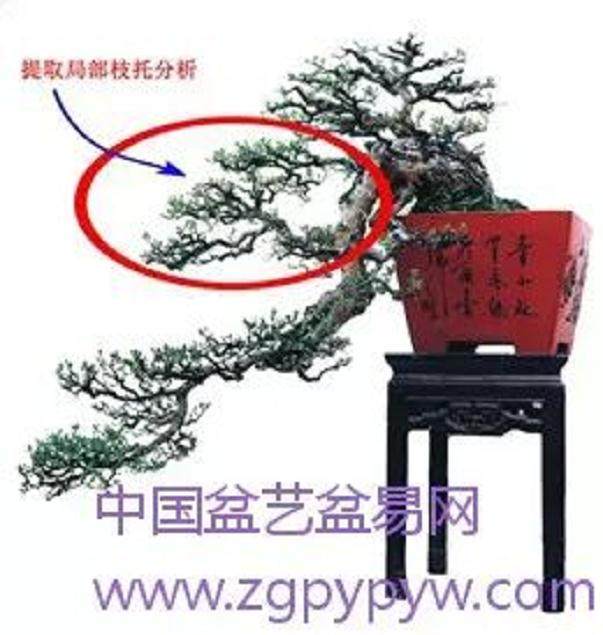 雀梅盆景