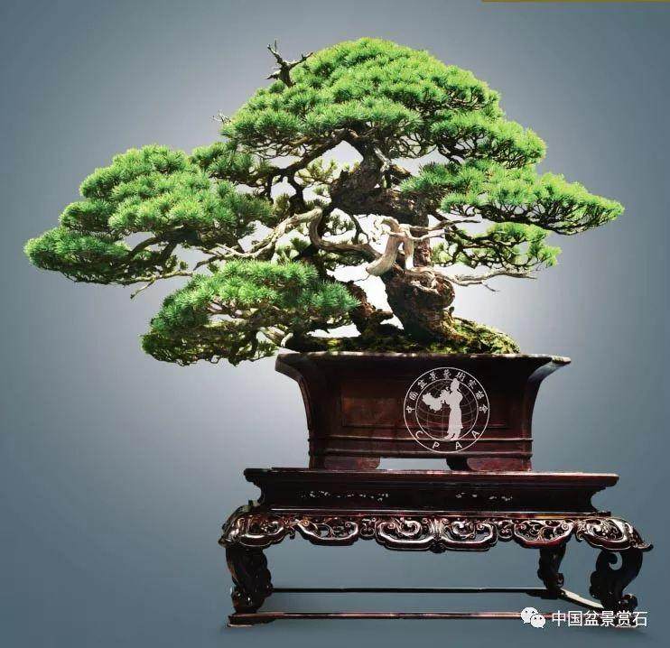 徐昊大师谈中日盆景之差别