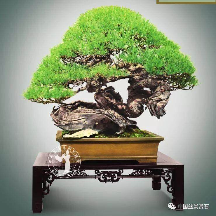 徐昊大师谈中日盆景之差别