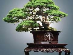 徐昊大师谈中日盆景之差别