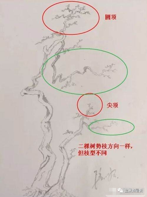 盆景设计构思 虚实