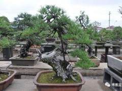 盆景中的养生之道