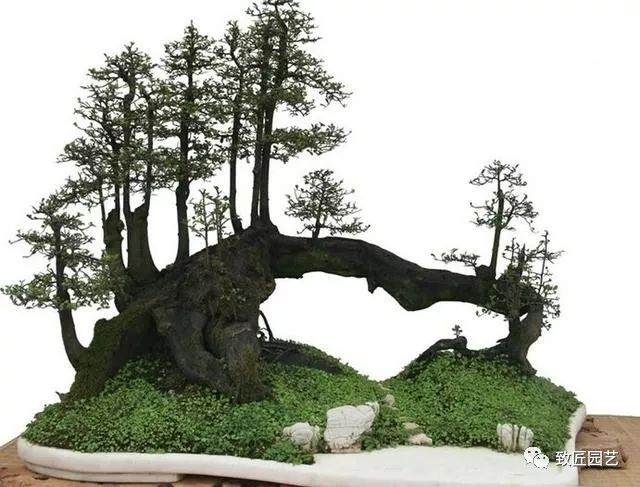 盆景养护基础，浇水技巧介绍，学会就对了！