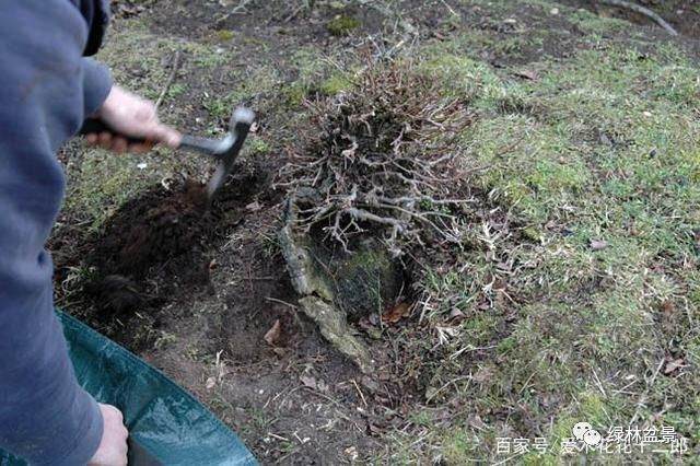 图解 欧美盆景名家挖下山桩的过程