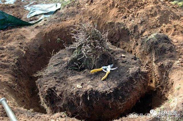 图解 欧美盆景名家挖下山桩的过程