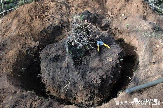 图解 欧美盆景名家挖下山桩的过程