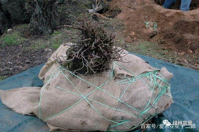 图解 欧美盆景名家挖下山桩的过程