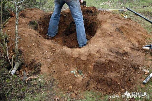 图解 欧美盆景名家挖下山桩的过程