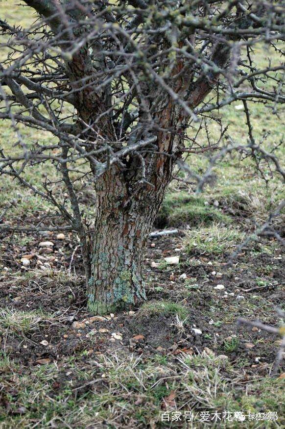 图解 欧美盆景名家挖下山桩的过程