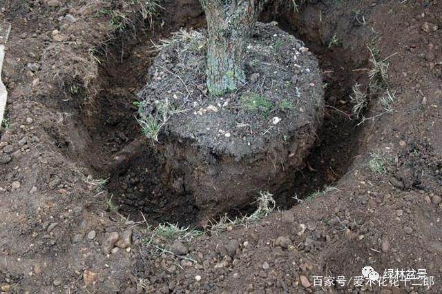 图解 欧美盆景名家挖下山桩的过程