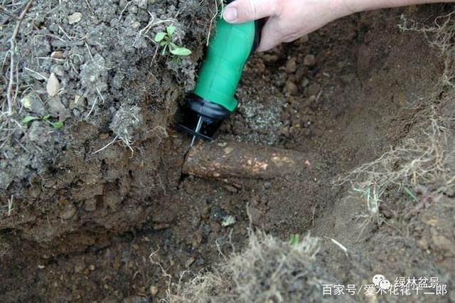 图解 欧美盆景名家挖下山桩的过程