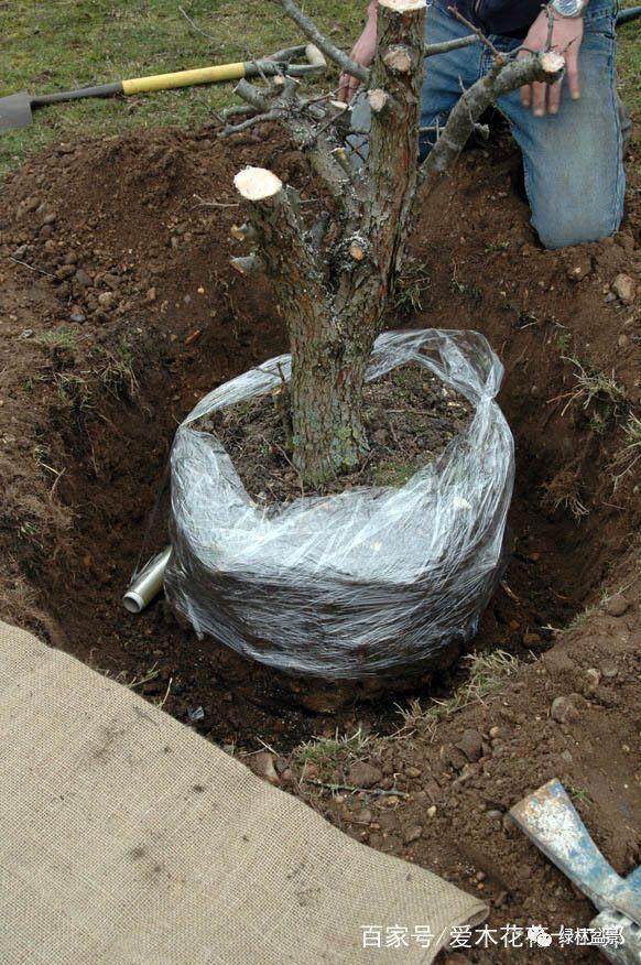 图解 欧美盆景名家挖下山桩的过程