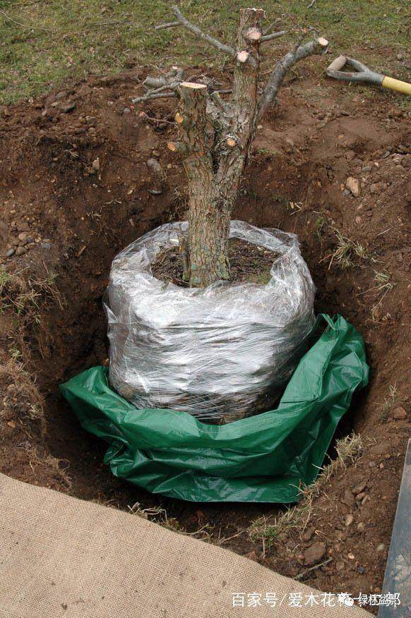 图解 欧美盆景名家挖下山桩的过程