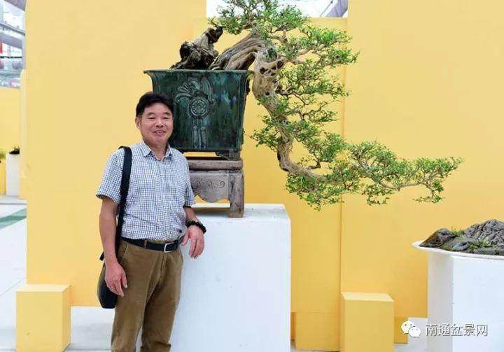 雀舌罗汉松盆景的修剪、施肥和治虫