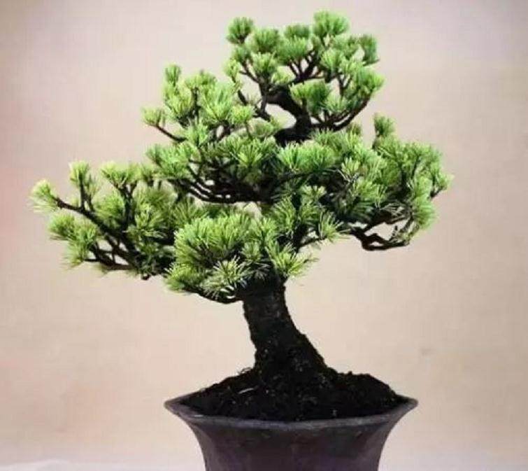 五针松盆景的制作方法