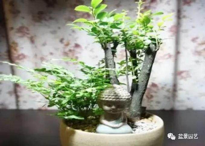 小叶紫檀盆景的养护技巧