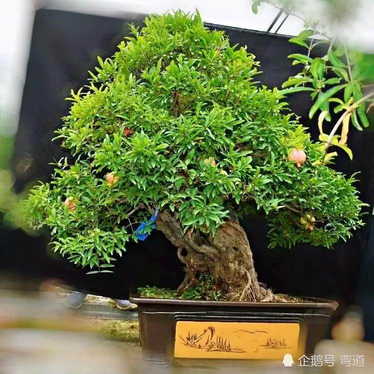 盆景入门必读:如何立意构思