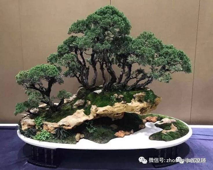 盆景能否玩出心景