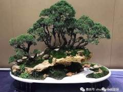 盆景能否玩出心景