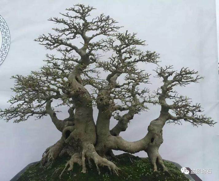 欣赏盆景是一种享受 而制作盆景更需要含辛茹苦