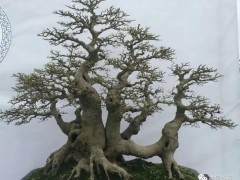 欣赏盆景是一种享受 而制作盆景更需要含辛茹苦