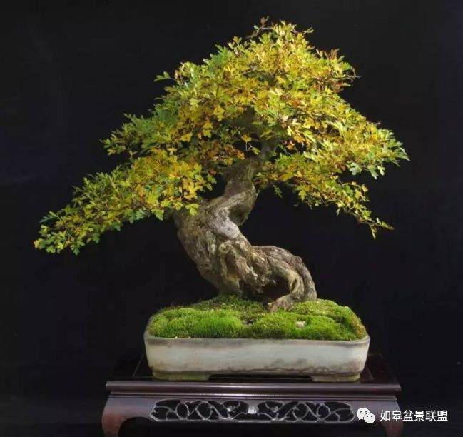 盆景销售常见的问题