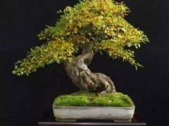 盆景销售常见的问题